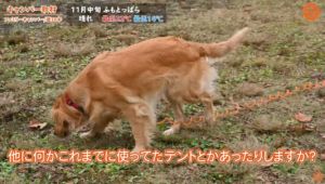 ペット 犬